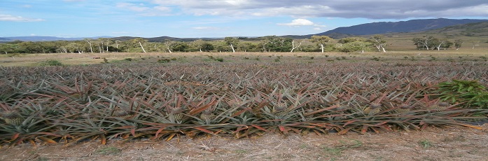 plantaton ananas