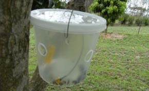 Un piège à mouche des fruits : la mouche est atiré par une phéromone et tuée par un insecticide